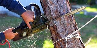 How Our Tree Care Process Works  in  Pickens, SC